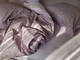 Комплект постельного белья Provence orchid, cotton