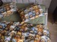 Комплект постельного белья Медвежата Стиляги Cotton 5D Хаки