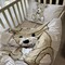 Комплект постільної білизни Teddy bear, cotton